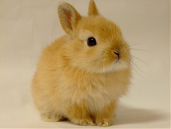 小動物が好きな方