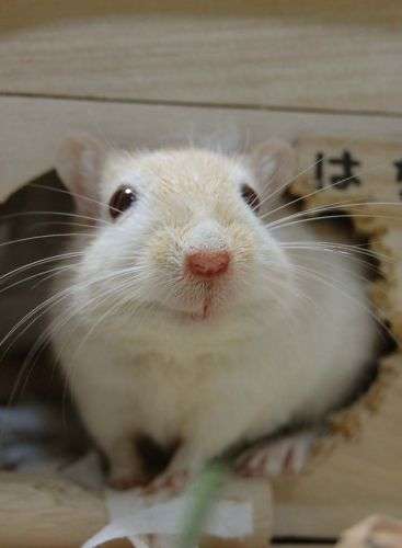 小動物が好きな方