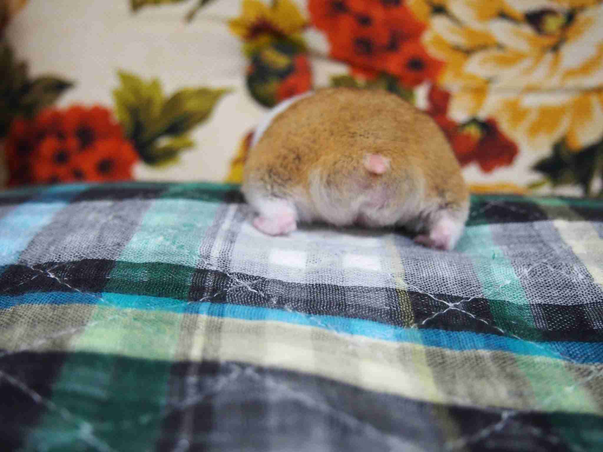 小動物が好きな方