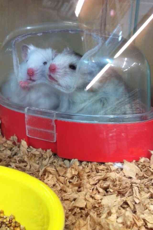 小動物が好きな方