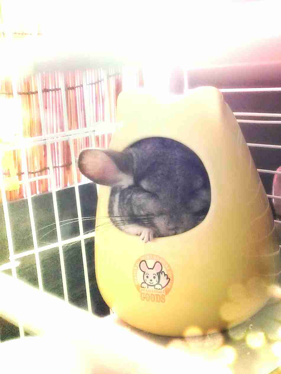 小動物が好きな方