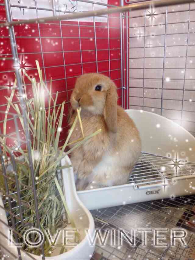 小動物が好きな方