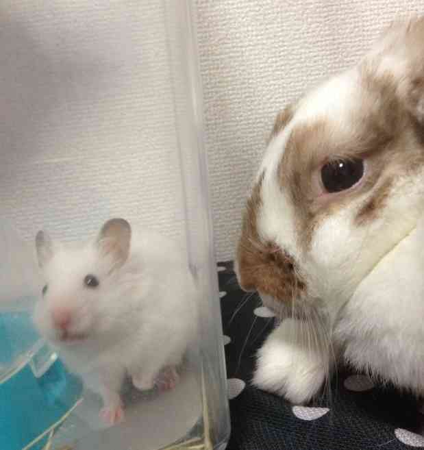 小動物が好きな方