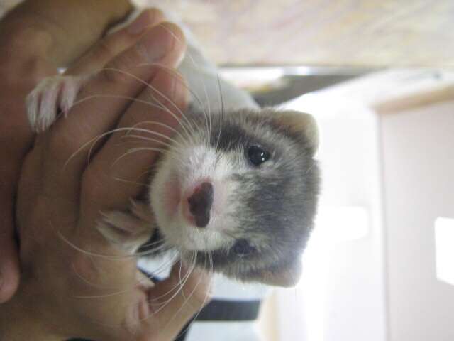 小動物が好きな方