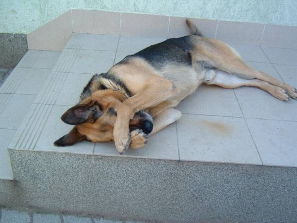 「夫婦の営み丸出しです」妻のわいせつ画像をネット販売、容疑の夫婦逮捕