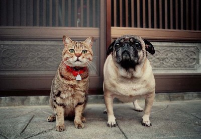 あなたが一番好きな画像
