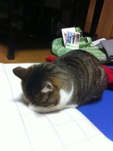 あなたが一番好きな画像