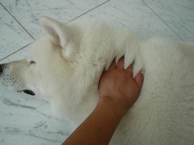 モフモフしたい動物 or キャラは？
