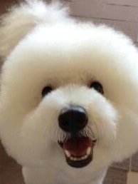モフモフしたい動物 or キャラは？