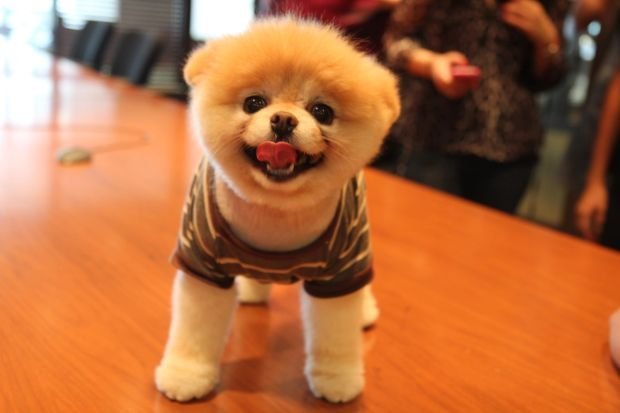 モフモフしたい動物 or キャラは？