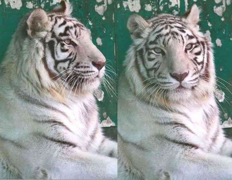 モフモフしたい動物 or キャラは？