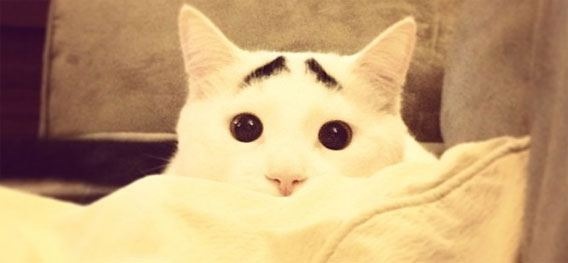 みなさんの、待ち受け画像を見せ合いましょう!