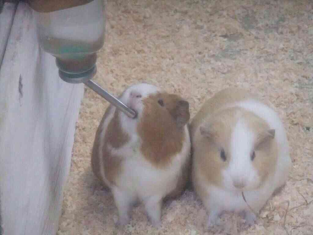 珍しい動物を飼っている方！