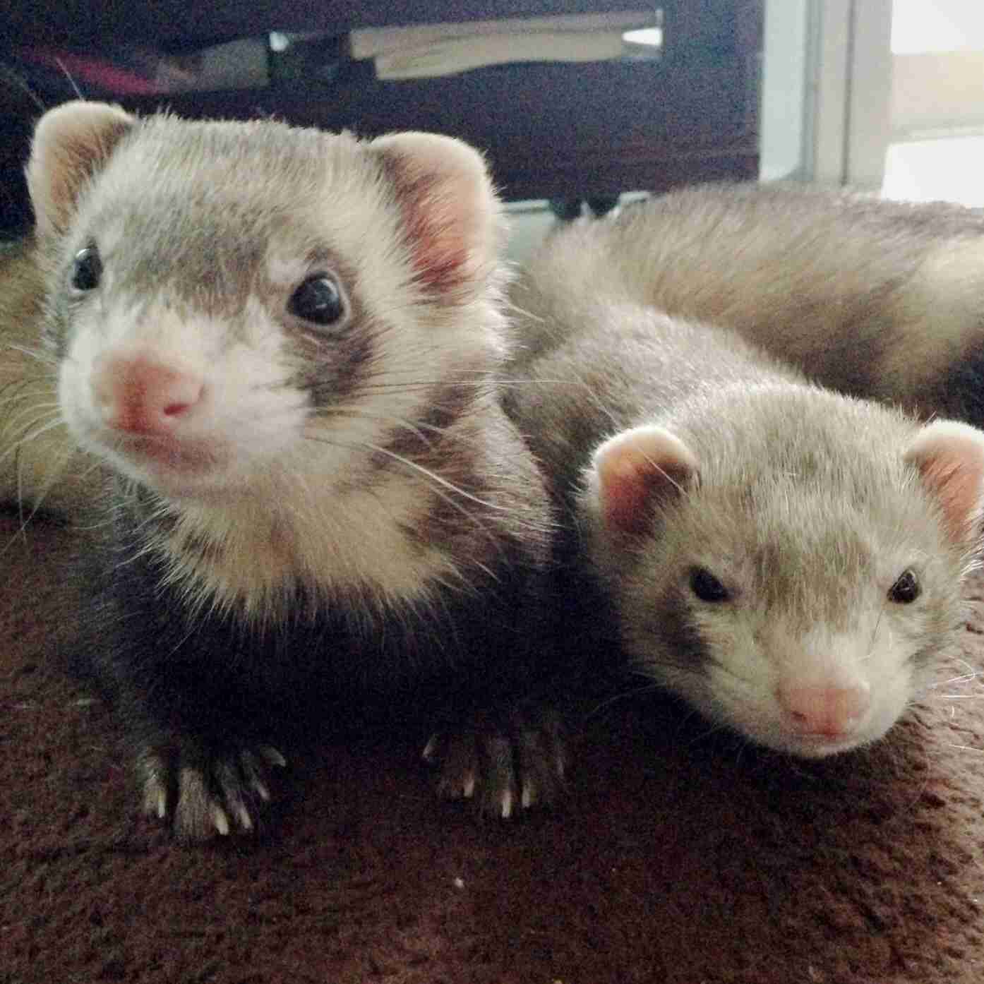 珍しい動物を飼っている方！