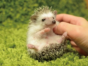 珍しい動物を飼っている方！