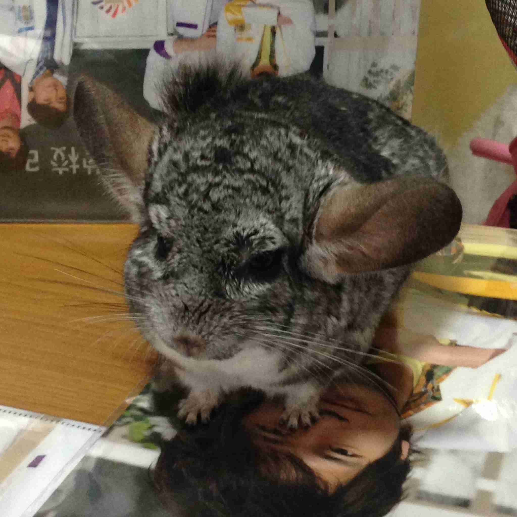 珍しい動物を飼っている方！