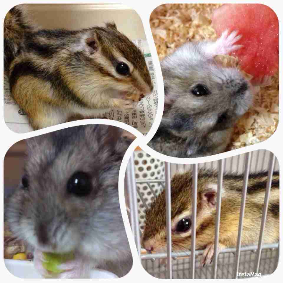 珍しい動物を飼っている方！