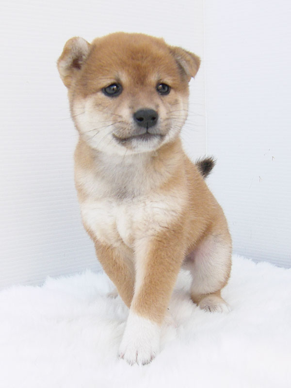 ご主人様のトラップに引っかかった犬の悲しげな表情www