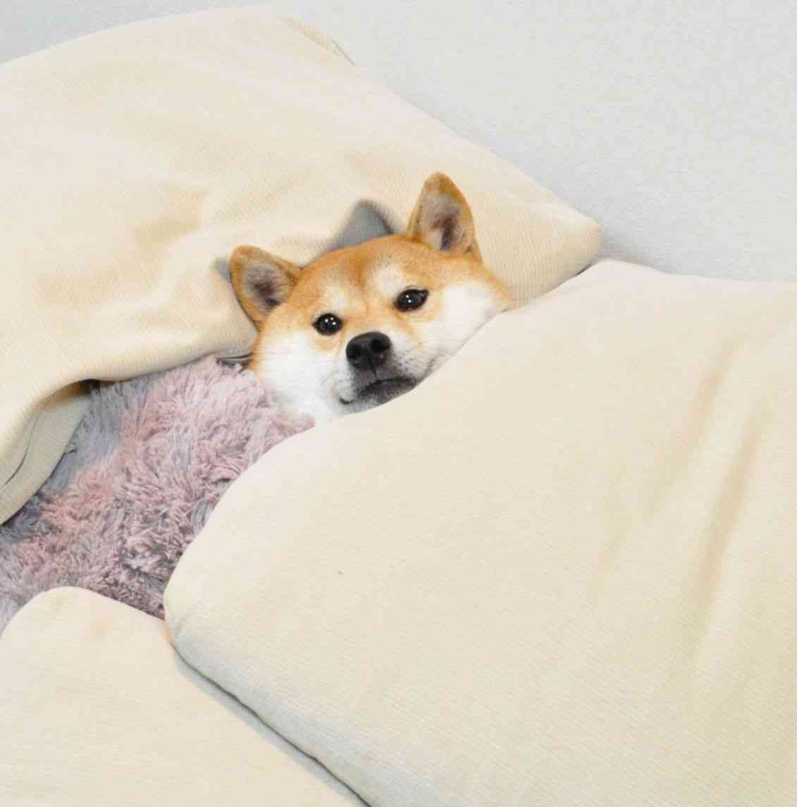 ご主人様のトラップに引っかかった犬の悲しげな表情www