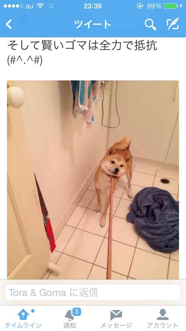 ご主人様のトラップに引っかかった犬の悲しげな表情www