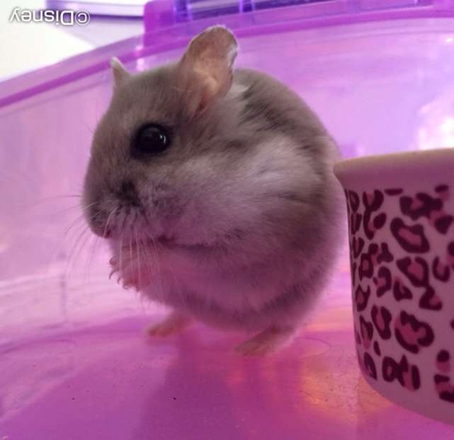 我が家のハムスター自慢☆