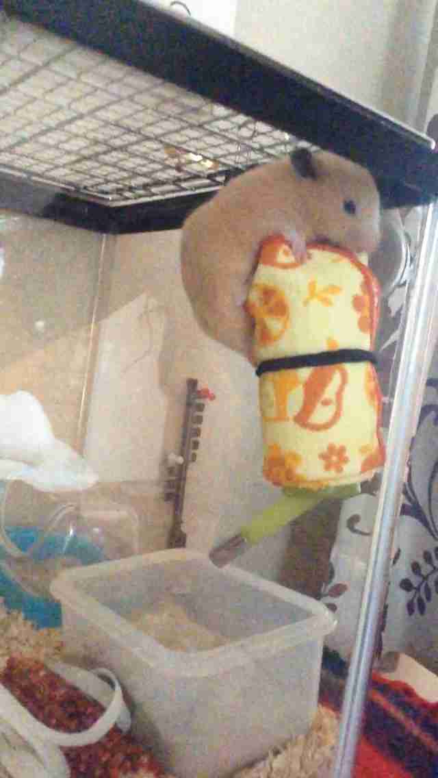 我が家のハムスター自慢☆