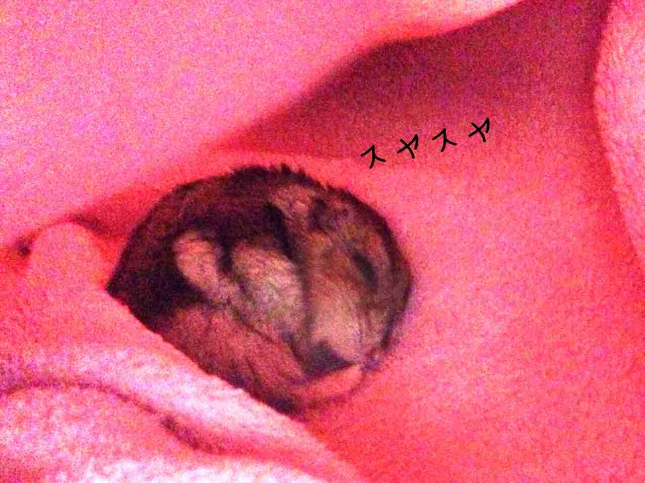 我が家のハムスター自慢☆