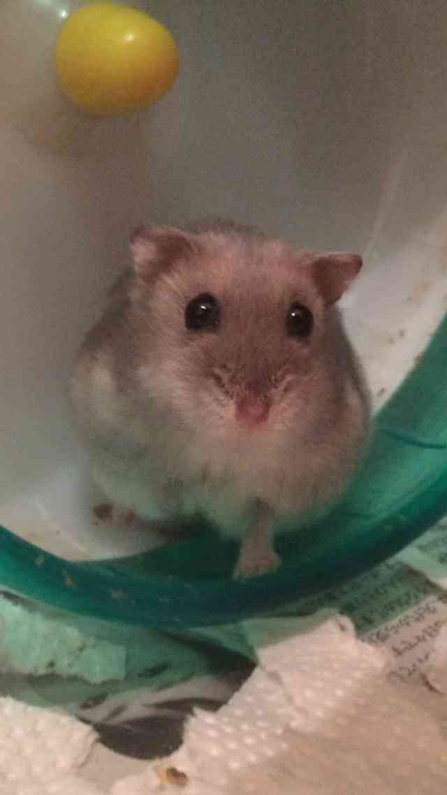 我が家のハムスター自慢☆