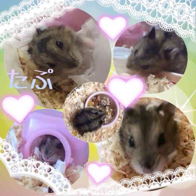 我が家のハムスター自慢☆