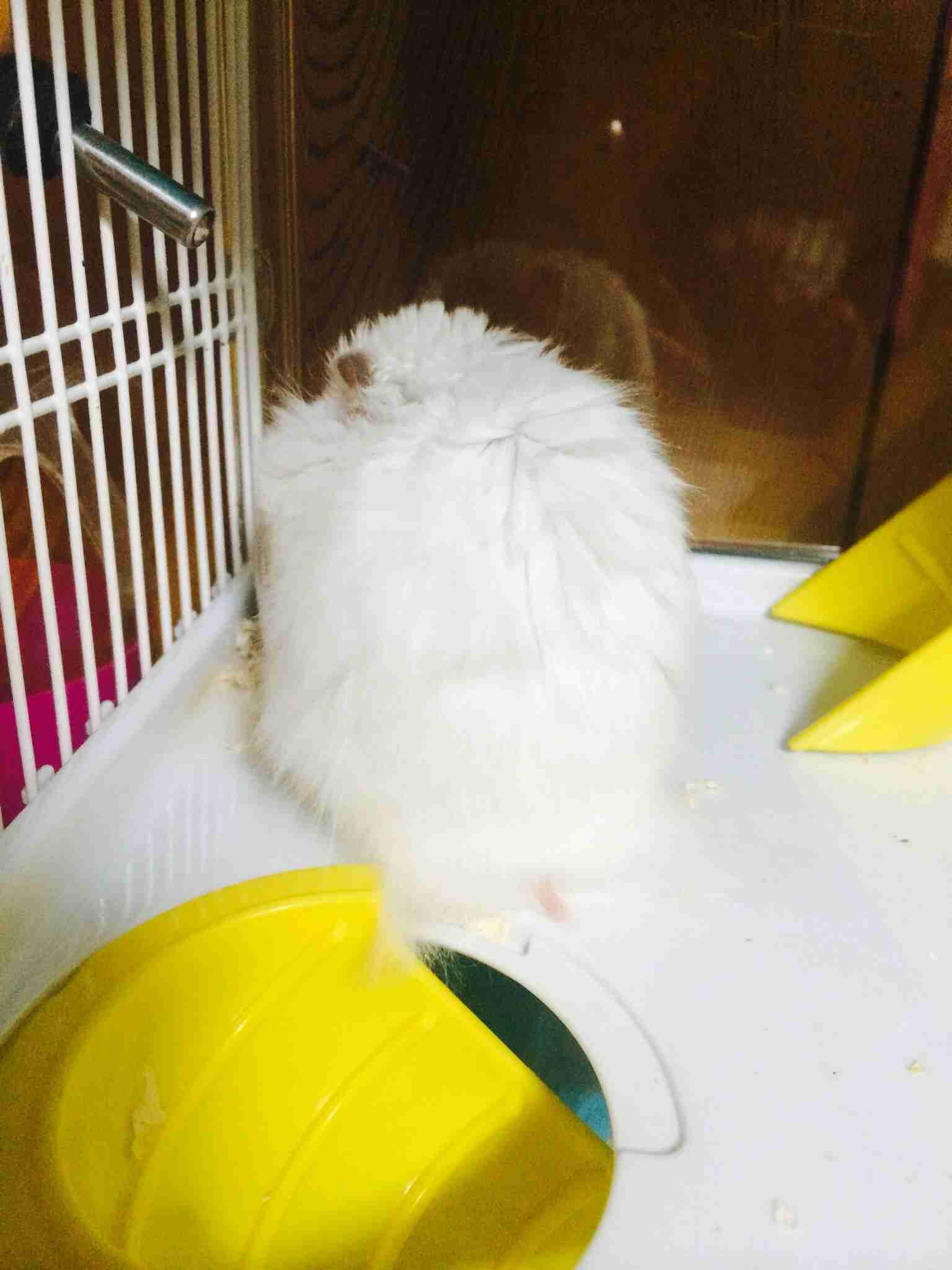 我が家のハムスター自慢☆