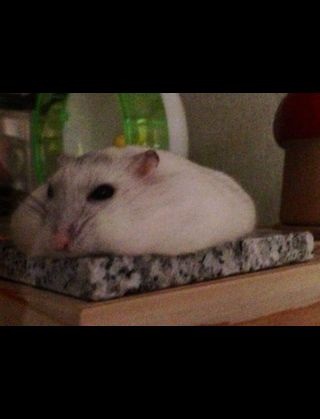 我が家のハムスター自慢☆