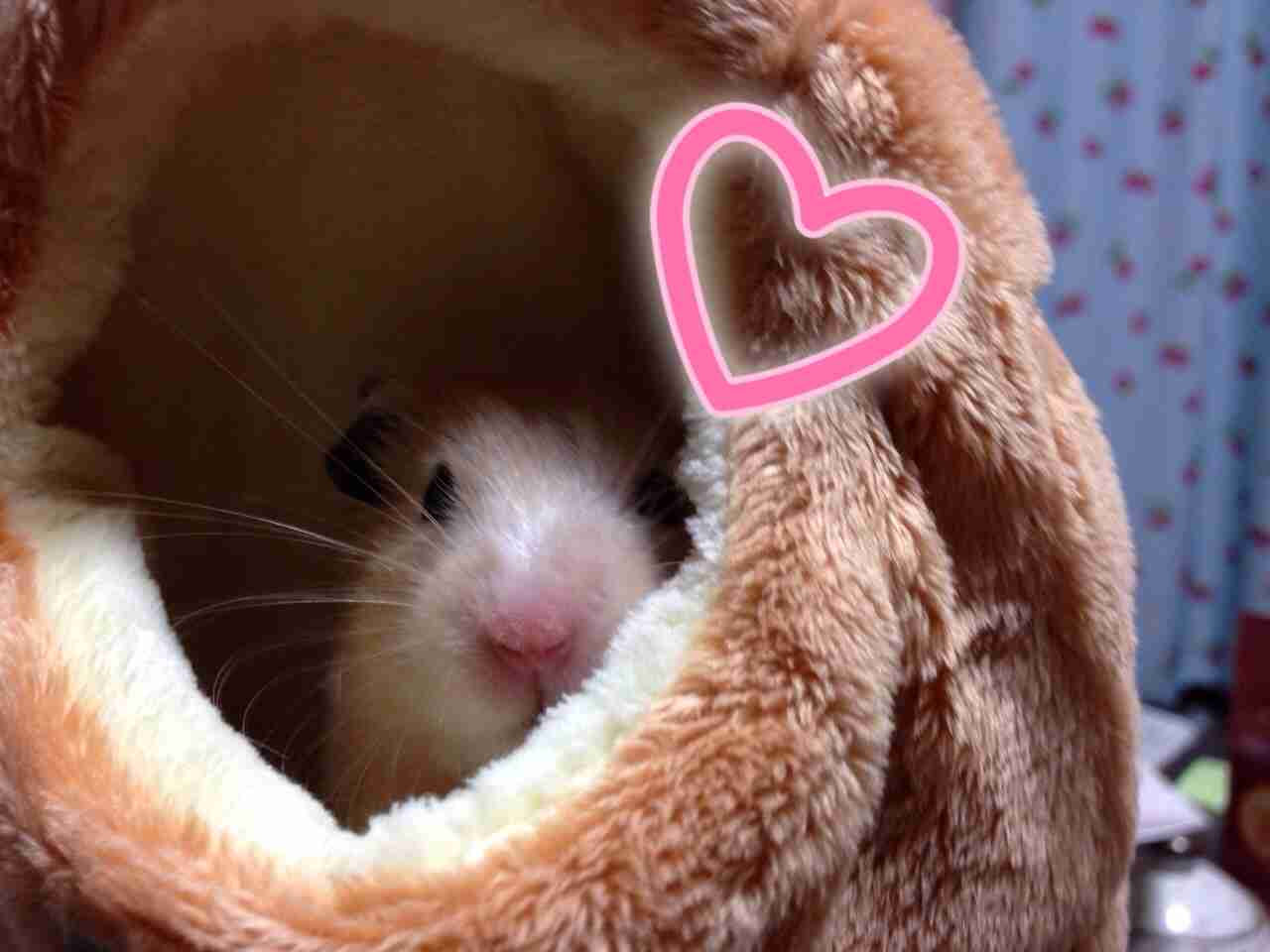 我が家のハムスター自慢☆