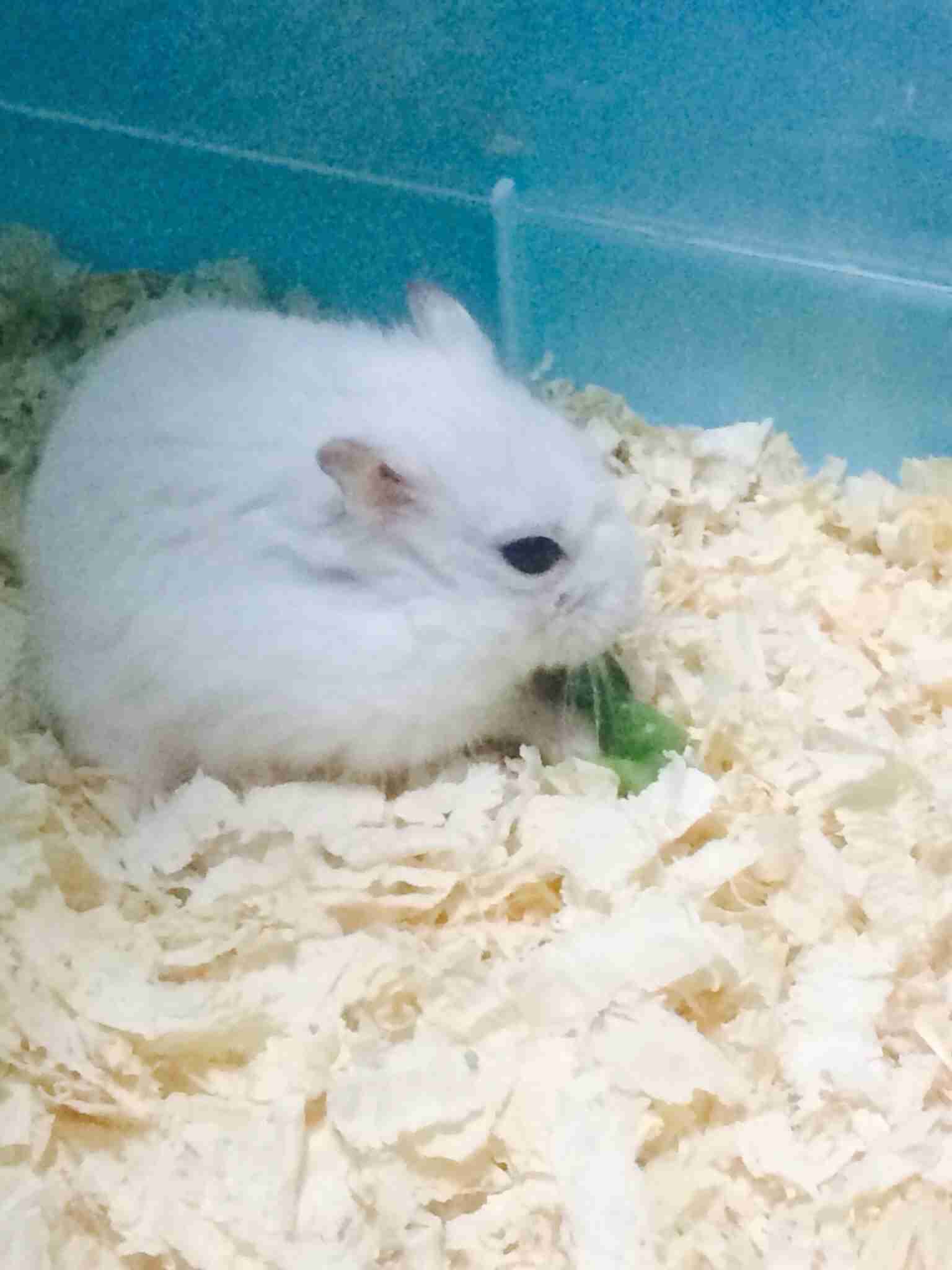 我が家のハムスター自慢☆