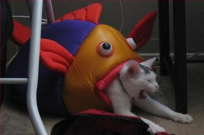 ちょっとクスッとくる猫の画像