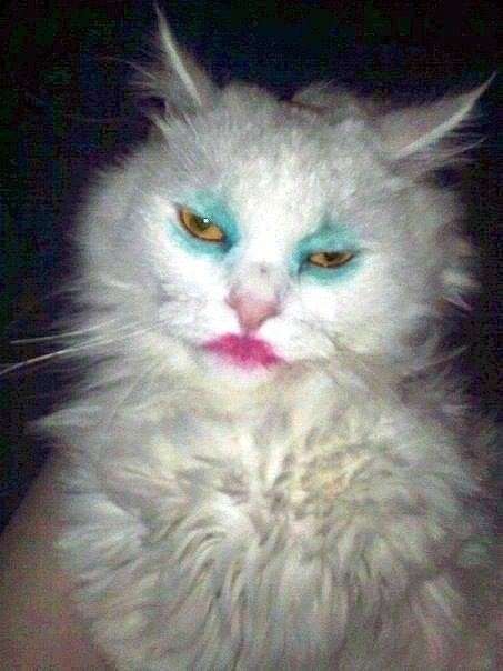 ちょっとクスッとくる猫の画像