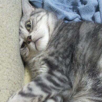 ちょっとクスッとくる猫の画像