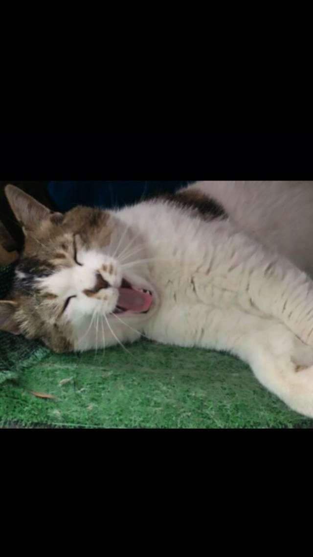 ちょっとクスッとくる猫の画像