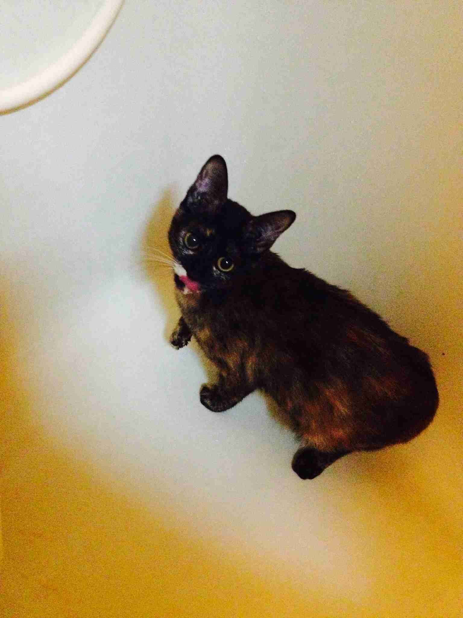 ちょっとクスッとくる猫の画像