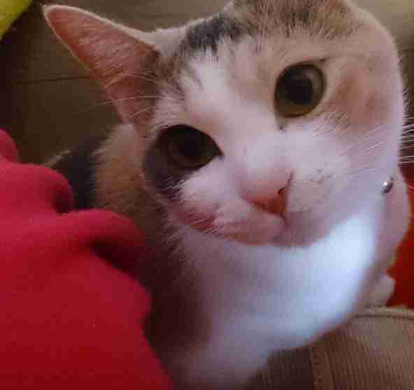 ちょっとクスッとくる猫の画像