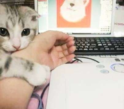 ちょっとクスッとくる猫の画像