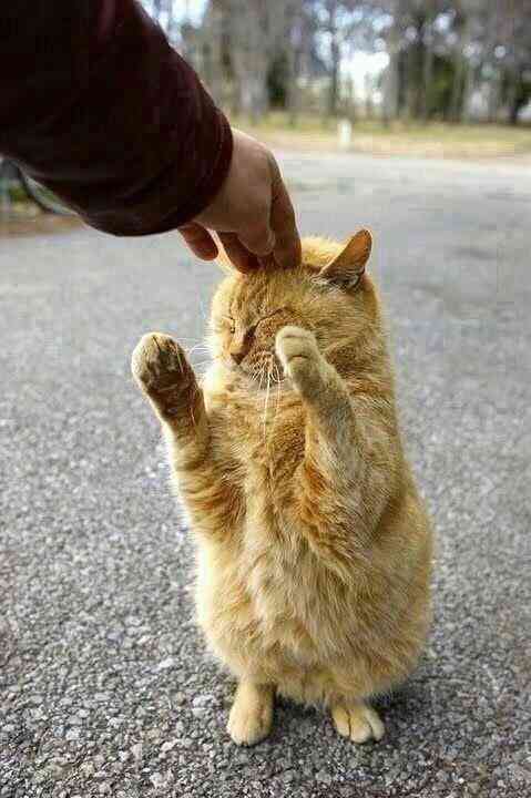 ちょっとクスッとくる猫の画像