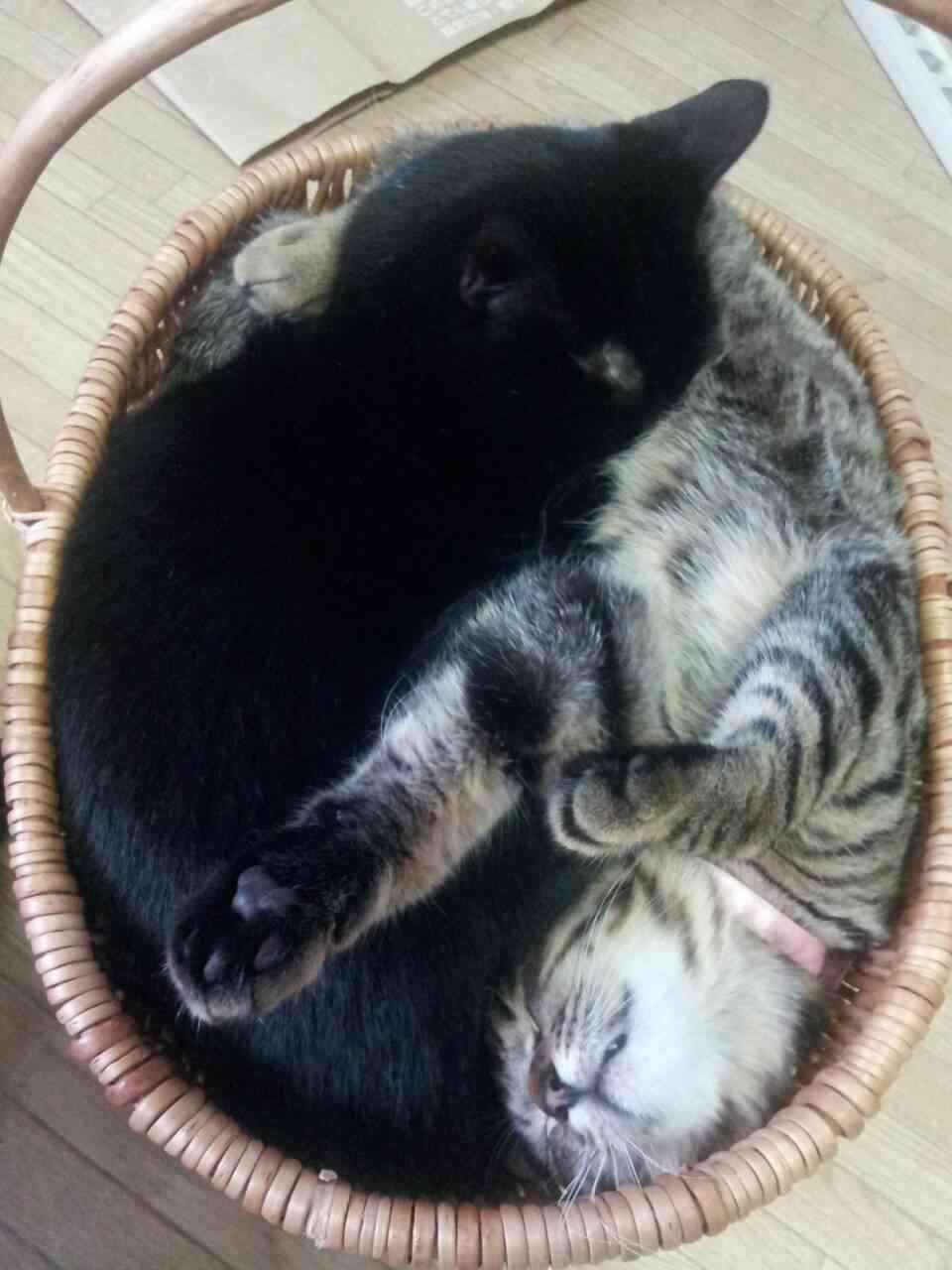 ちょっとクスッとくる猫の画像