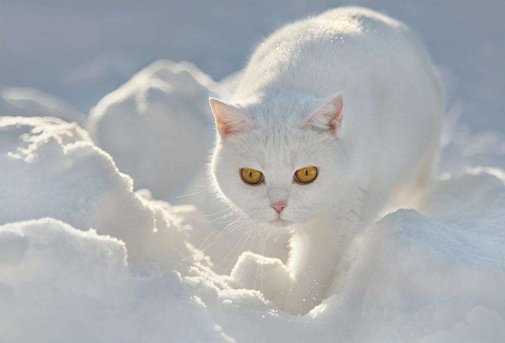 ちょっとクスッとくる猫の画像