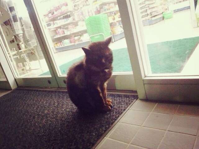 ちょっとクスッとくる猫の画像