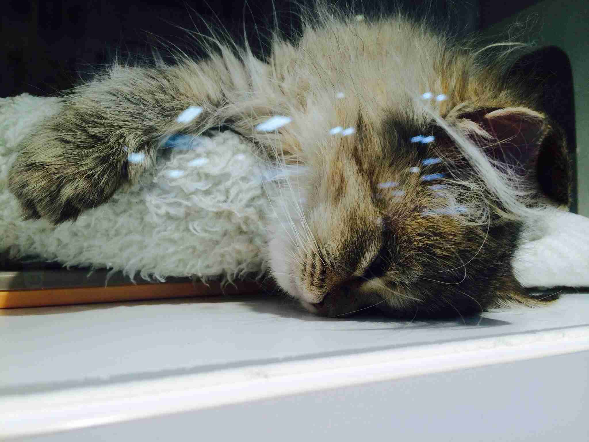 ちょっとクスッとくる猫の画像