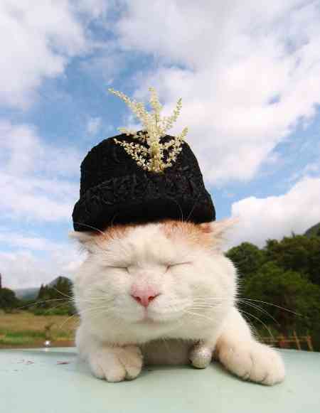 ちょっとクスッとくる猫の画像