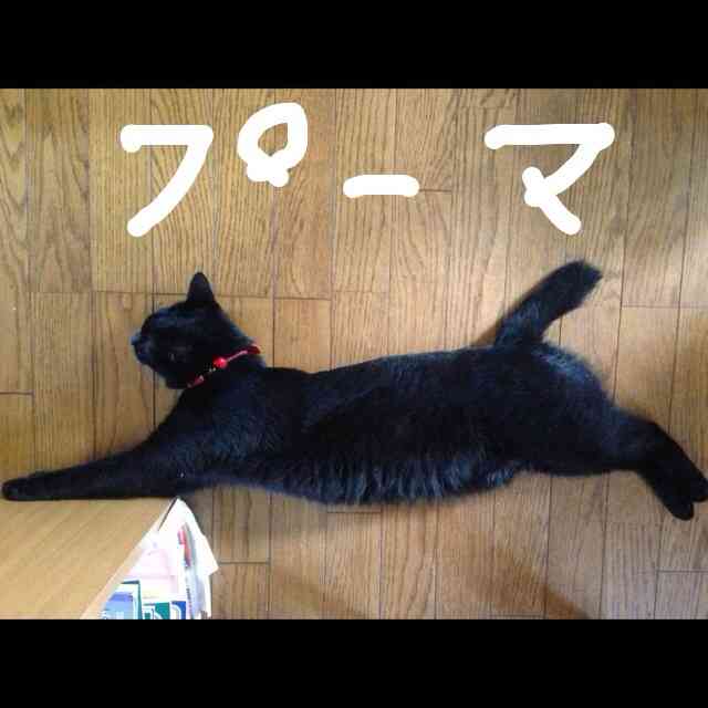 ちょっとクスッとくる猫の画像