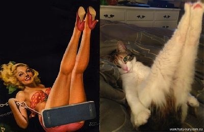 ちょっとクスッとくる猫の画像