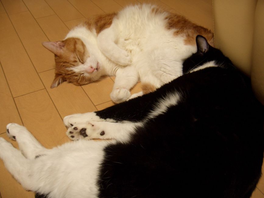 ちょっとクスッとくる猫の画像