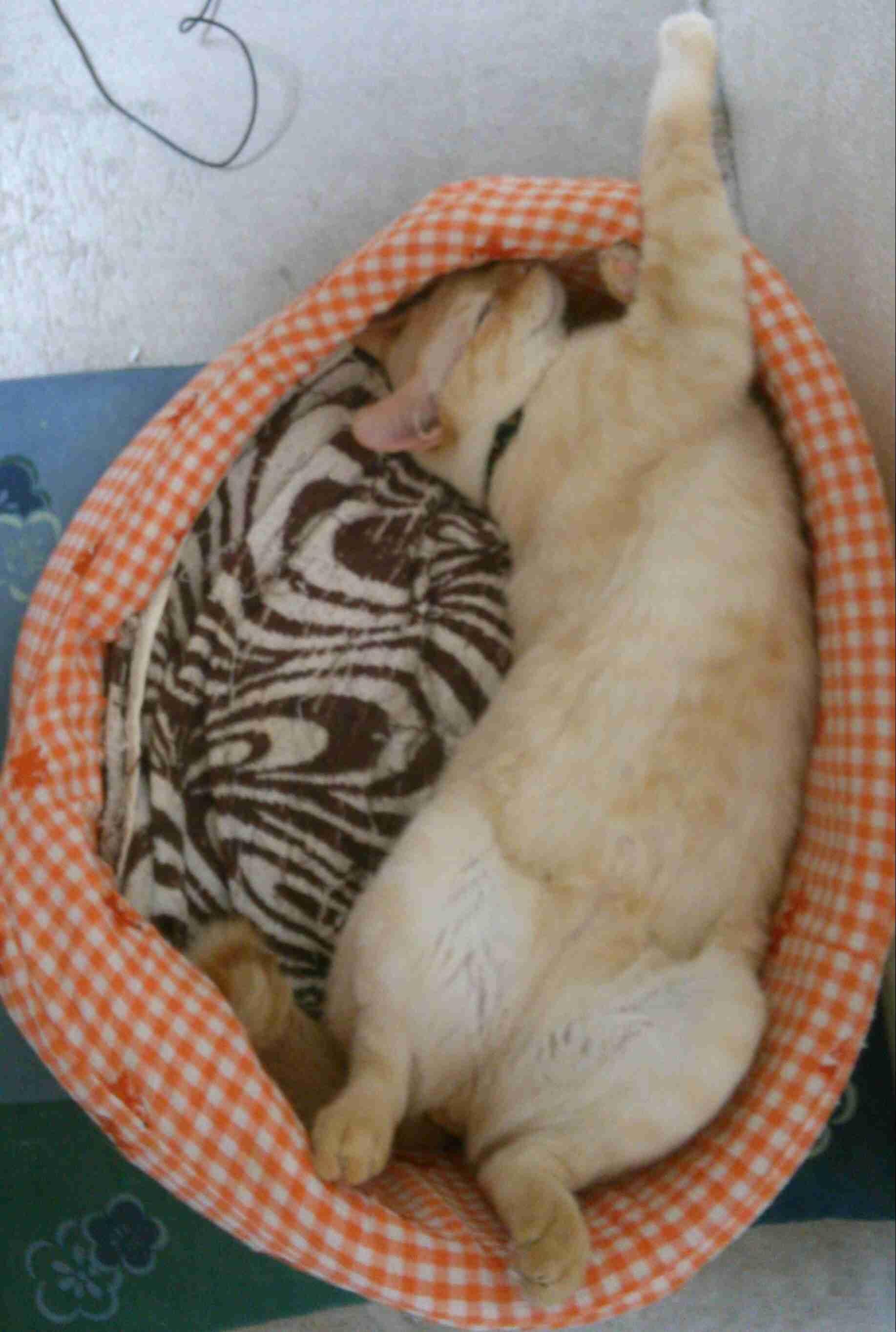 ちょっとクスッとくる猫の画像